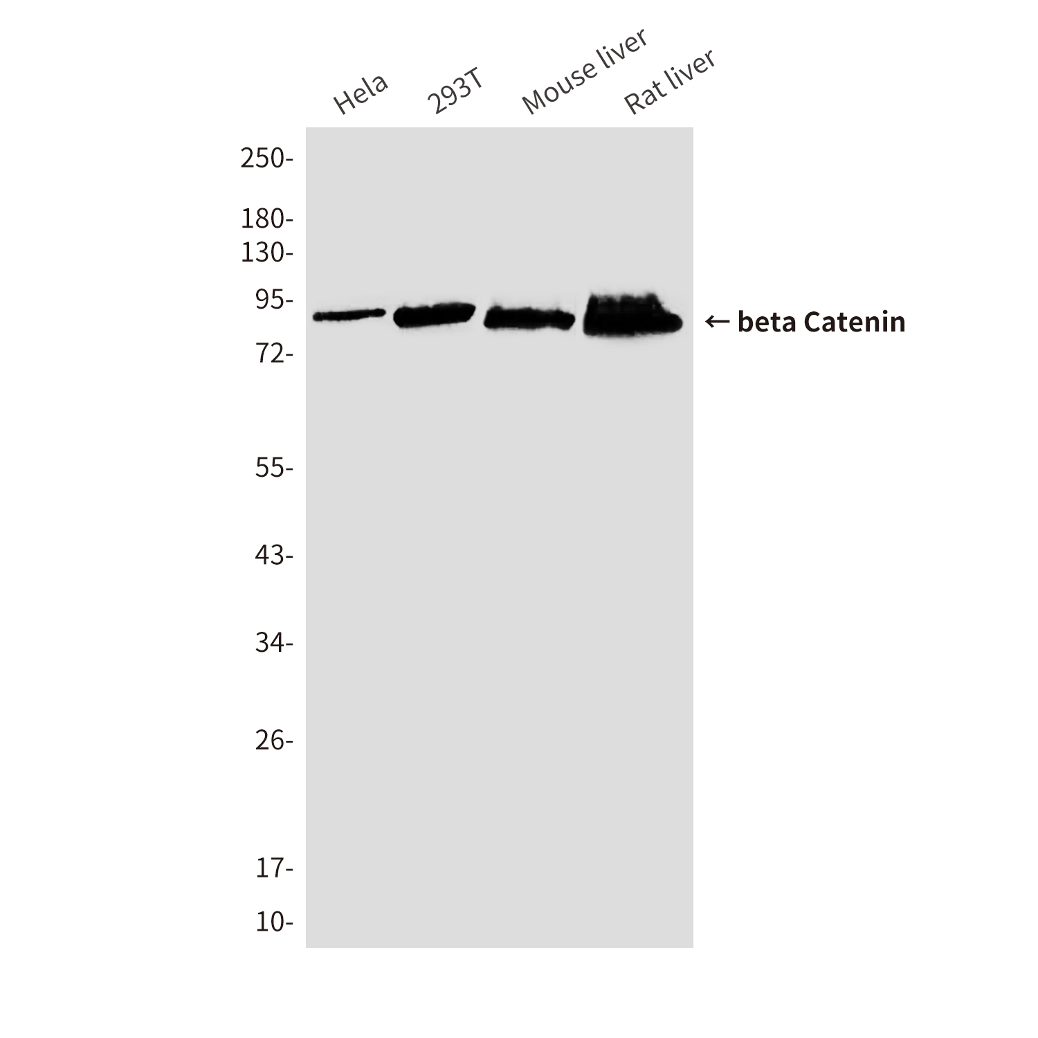 beta Catenin Mouse mAb ABZ3980