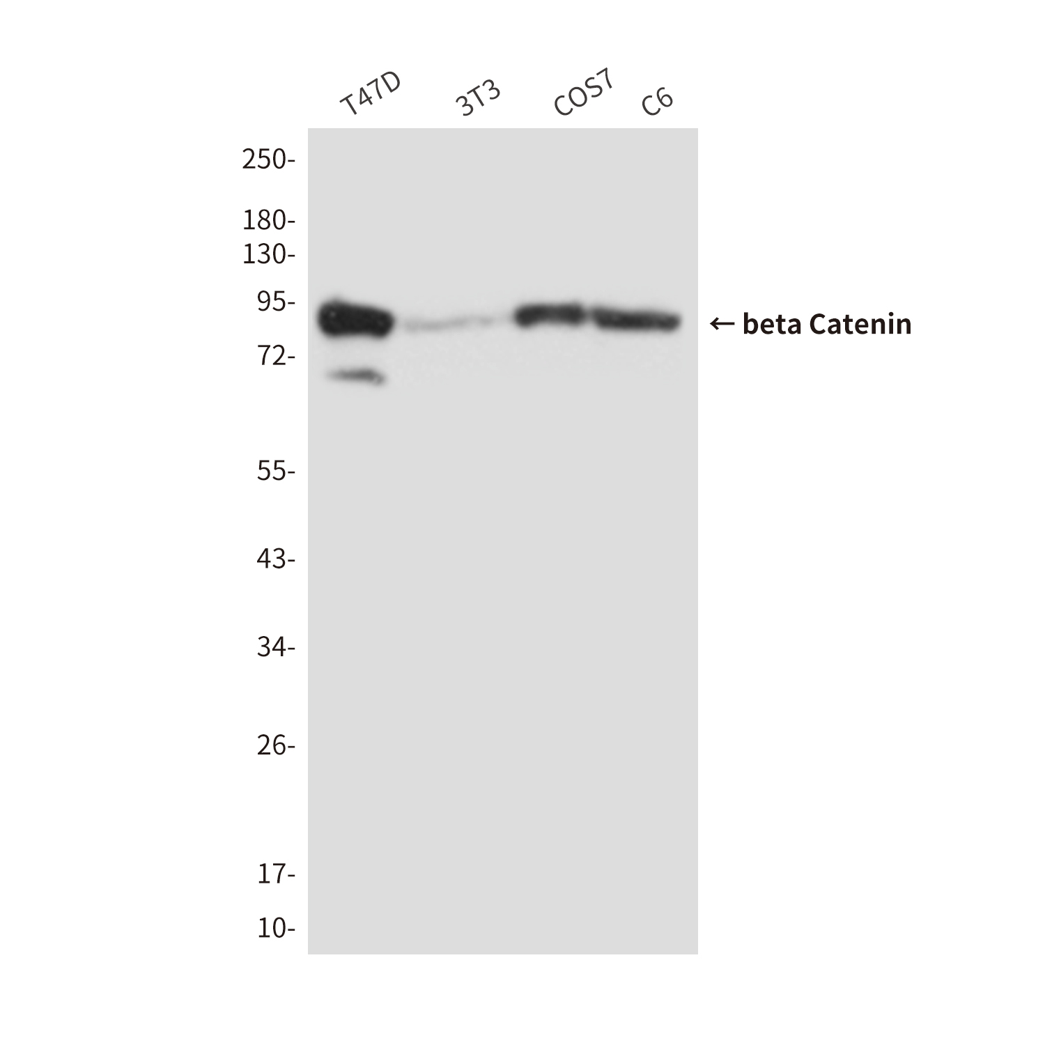 beta Catenin Mouse mAb ABZ3980
