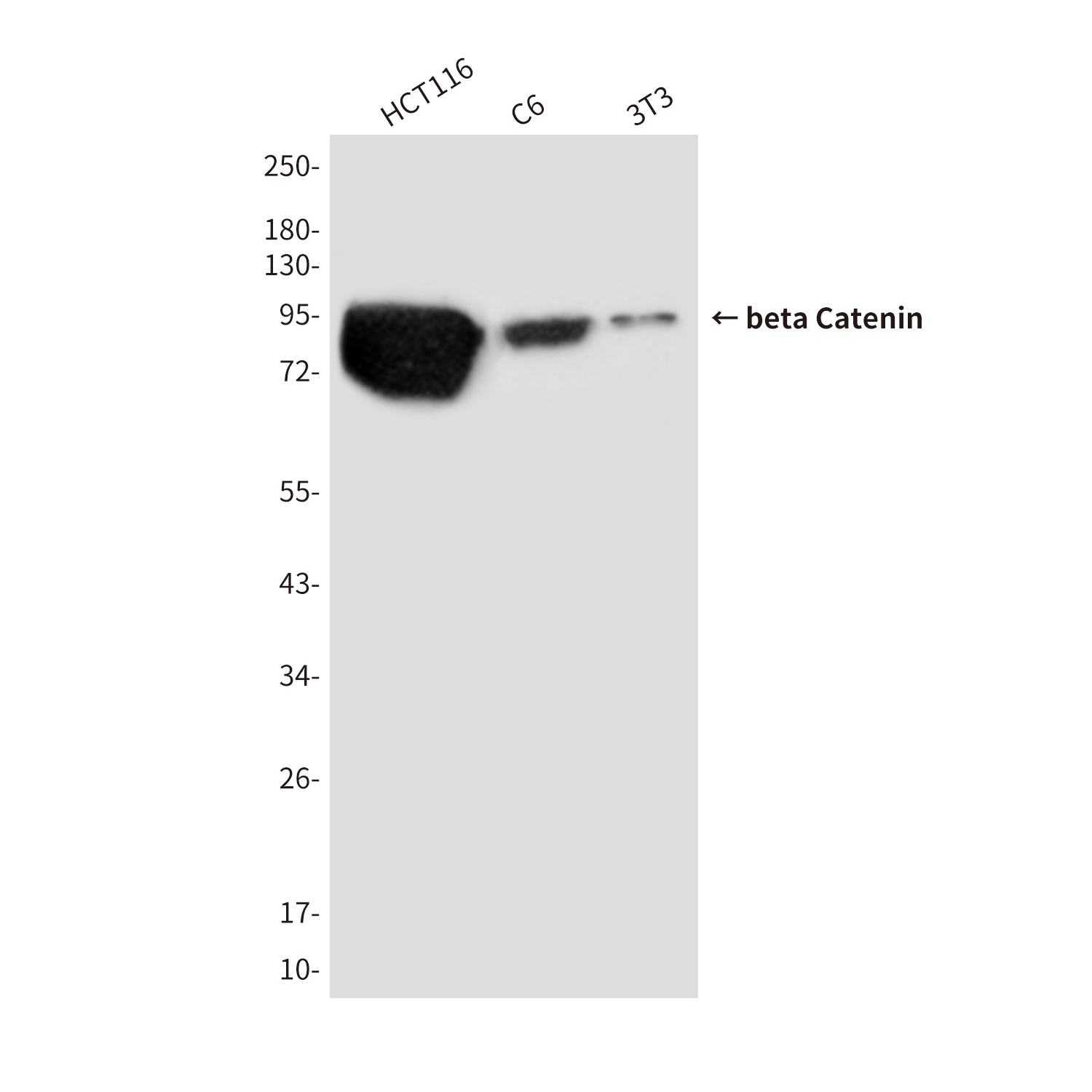 beta Catenin Mouse mAb ABZ3981