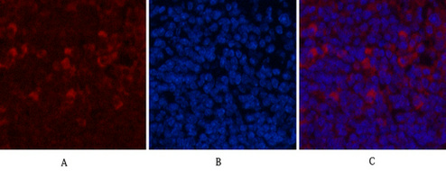 CD68 (9H5) Mouse mAb ABZ3983