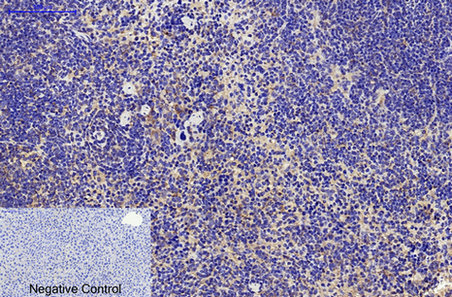 CD68 (9H5) Mouse mAb ABZ3983