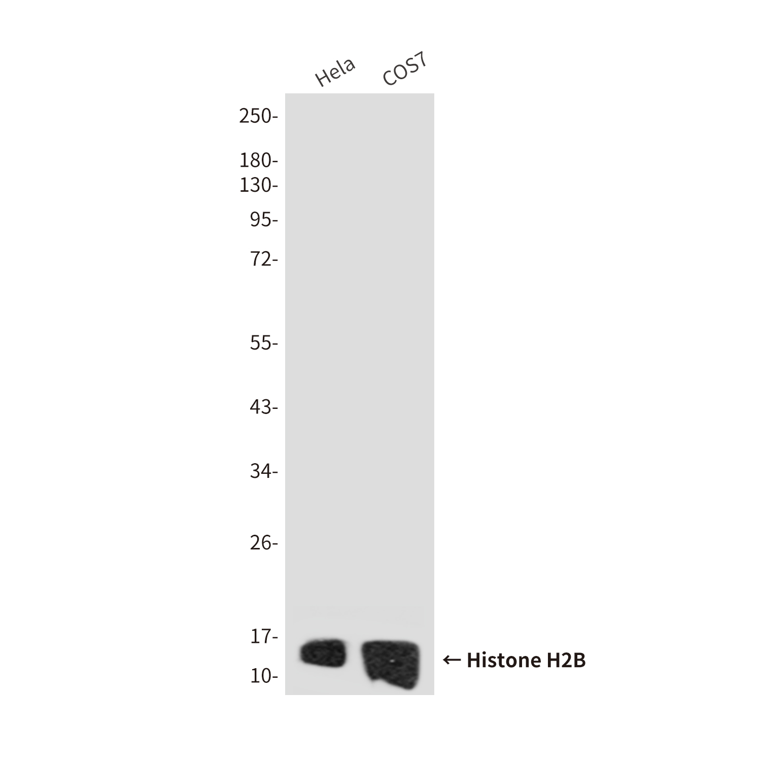 Histone H2B (7E2) Mouse mAb ABZ3984