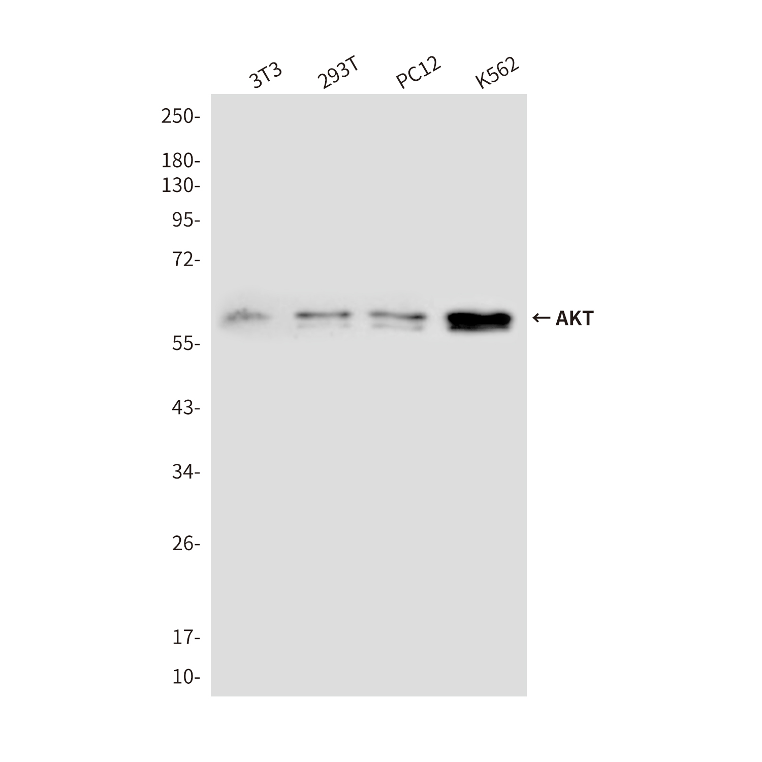 AKT1/2/3 Mouse mAb ABZ3986