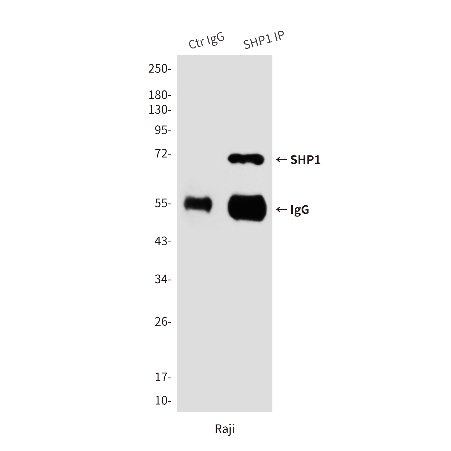 SHP1 (2B7) Mouse mAb ABZ3990