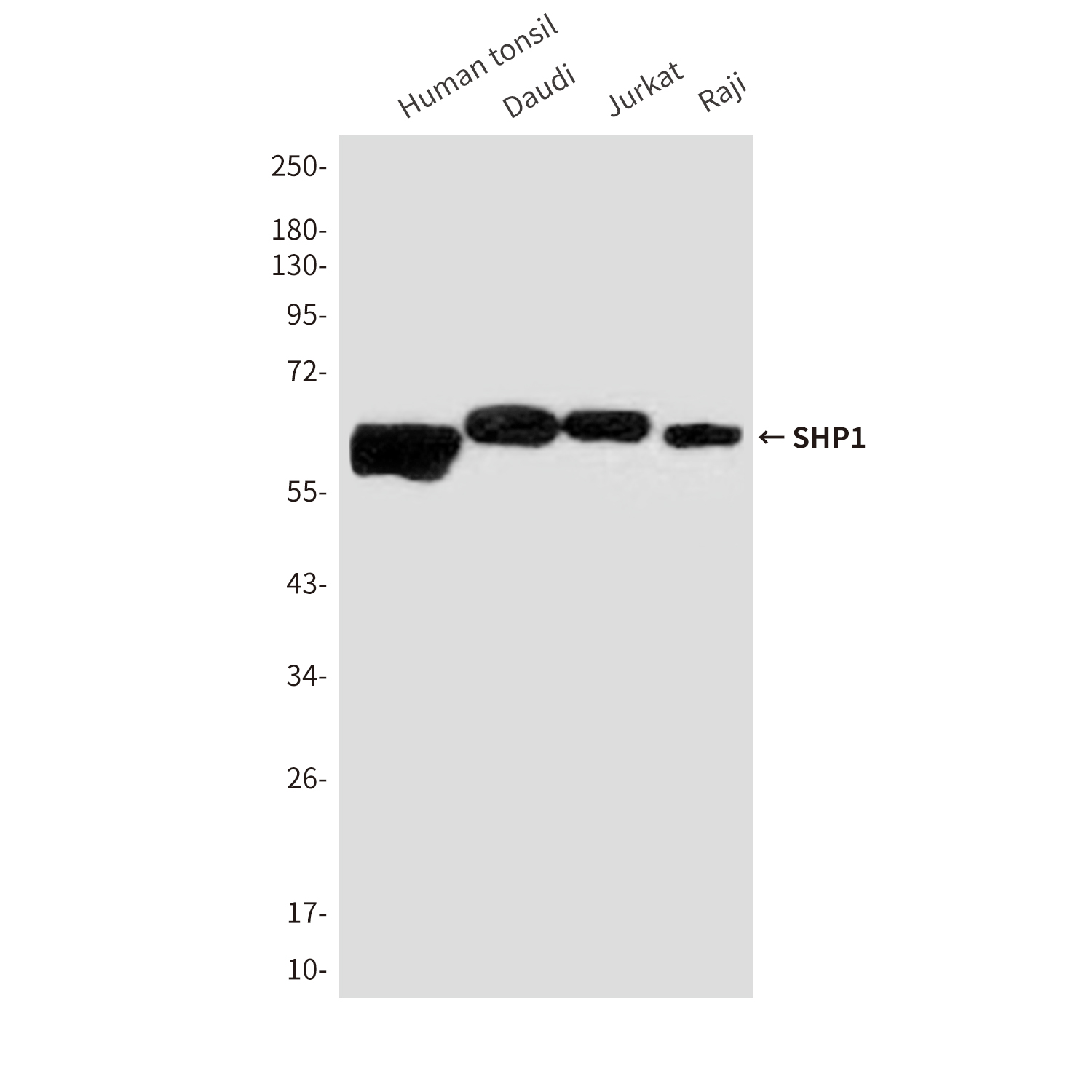 SHP1 (2B7) Mouse mAb ABZ3990
