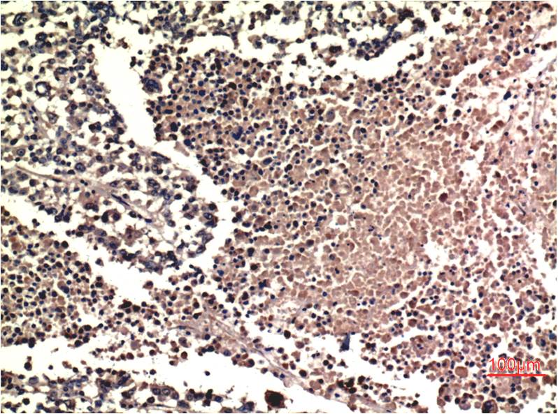 ERK1/2 (1B4) Mouse mAb ABZ3991