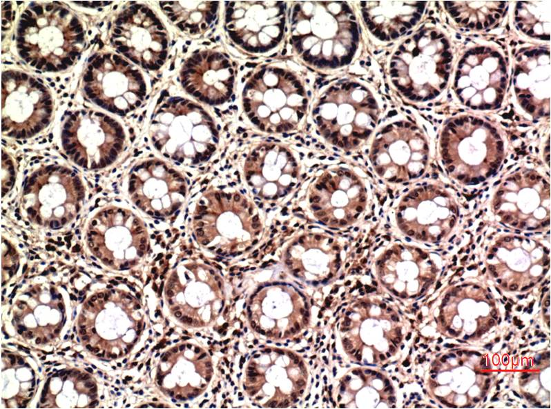 ERK1/2 (1B4) Mouse mAb ABZ3991