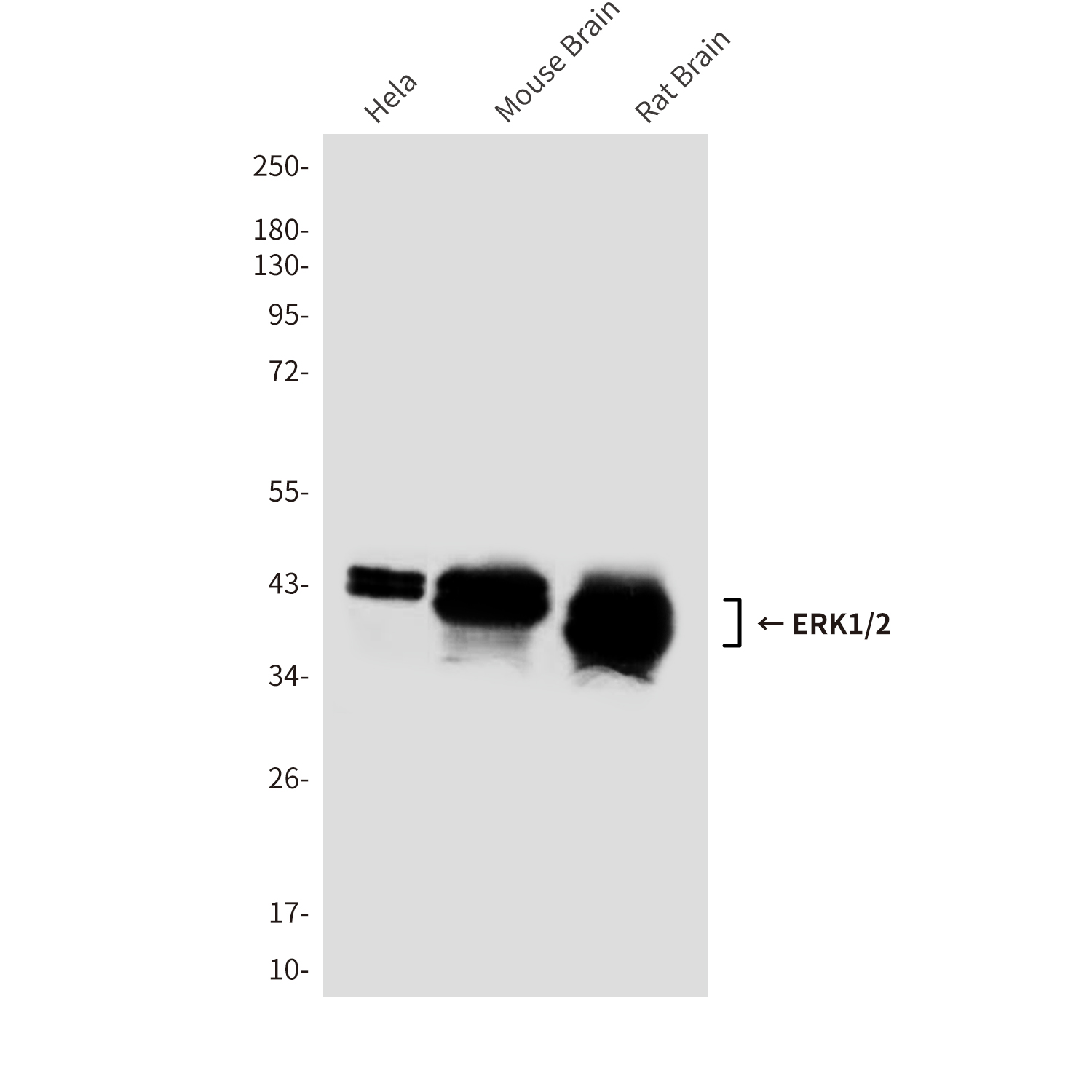 ERK1/2 (1B4) Mouse mAb ABZ3991