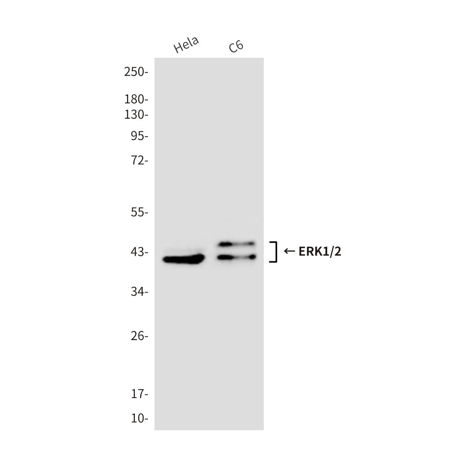 ERK1/2 (9A4) Mouse mAb ABZ3992