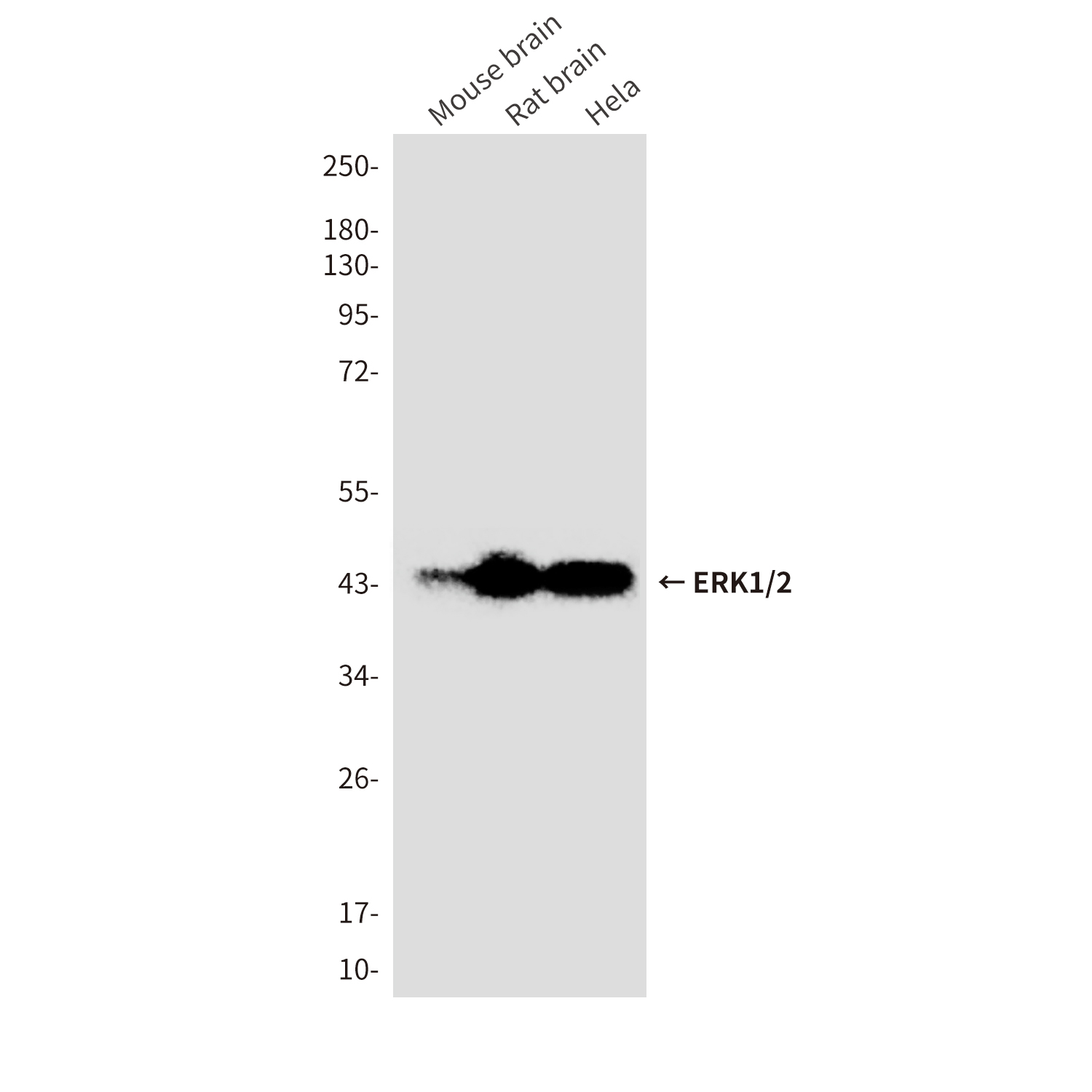 ERK1/2 (9A4) Mouse mAb ABZ3992