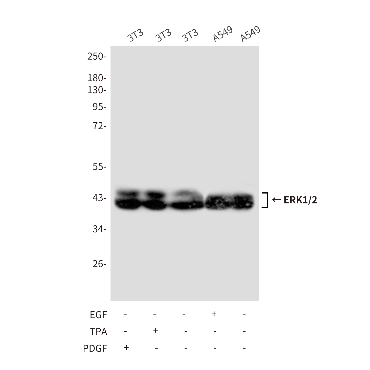 ERK1/2 (4A4) Mouse mAb ABZ3993