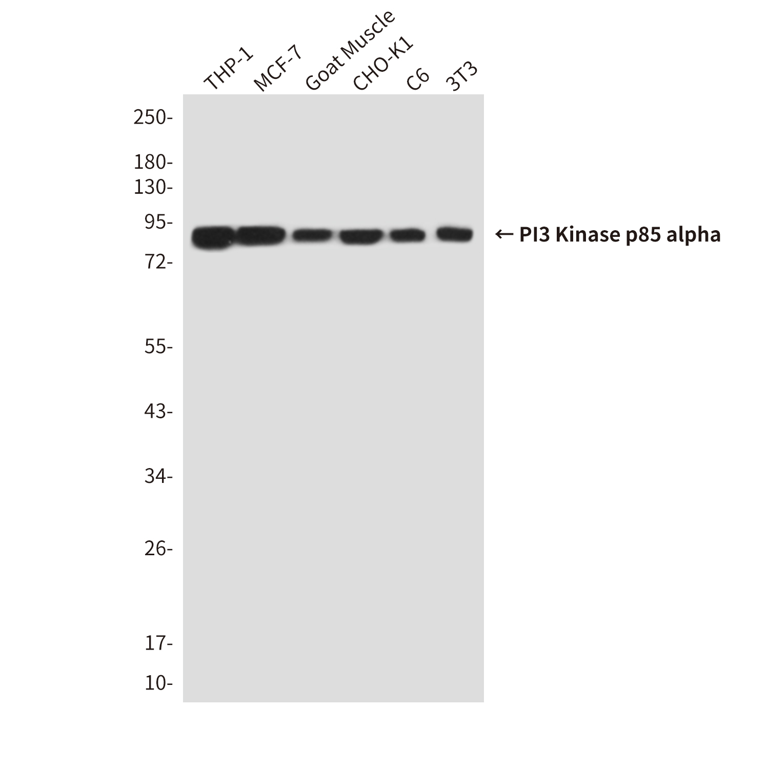 PI3 Kinase p85 alpha (3H5) Mouse mAb ABZ3995