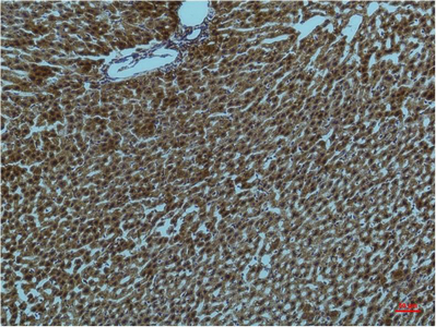 PI3 Kinase p85 alpha (1C8) Mouse mAb ABZ3996