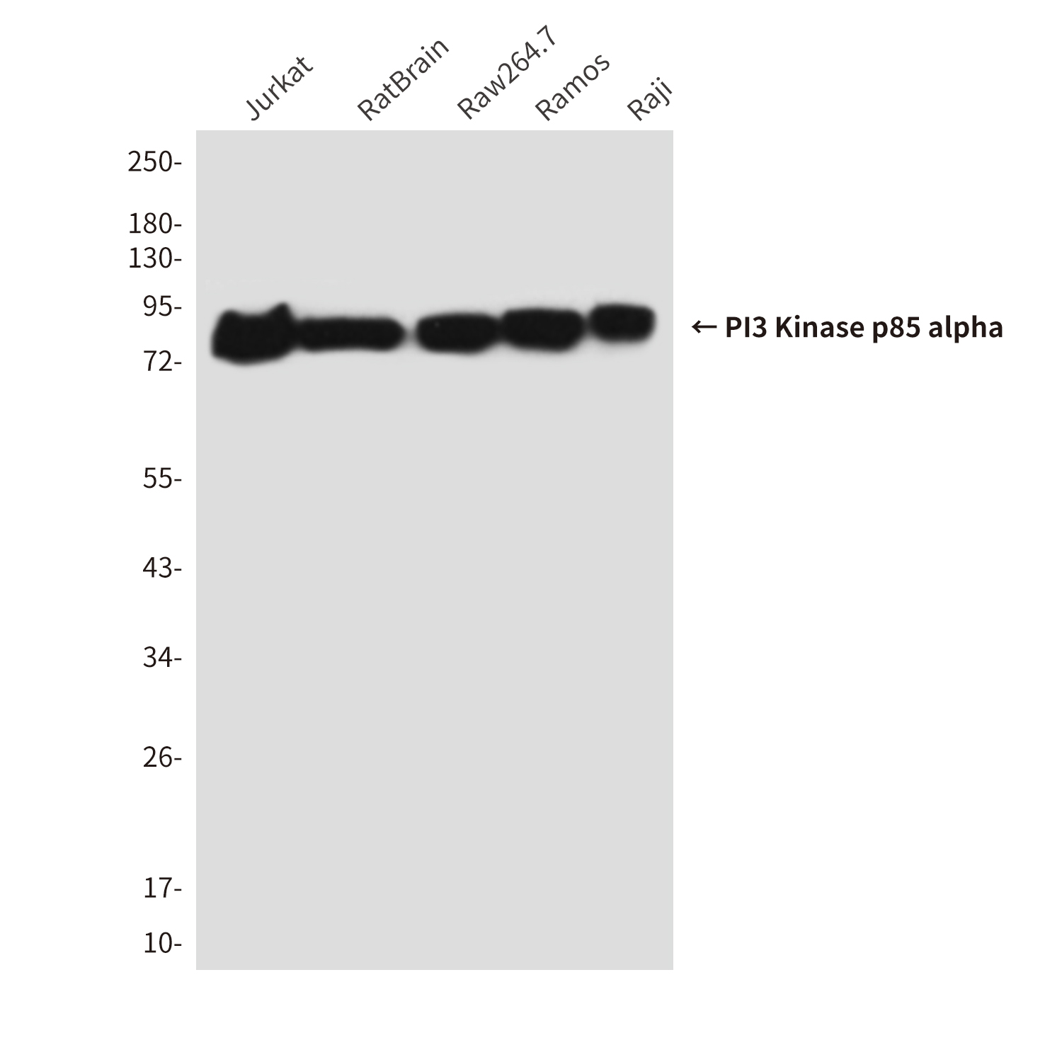 PI3 Kinase p85 alpha (1C8) Mouse mAb ABZ3996