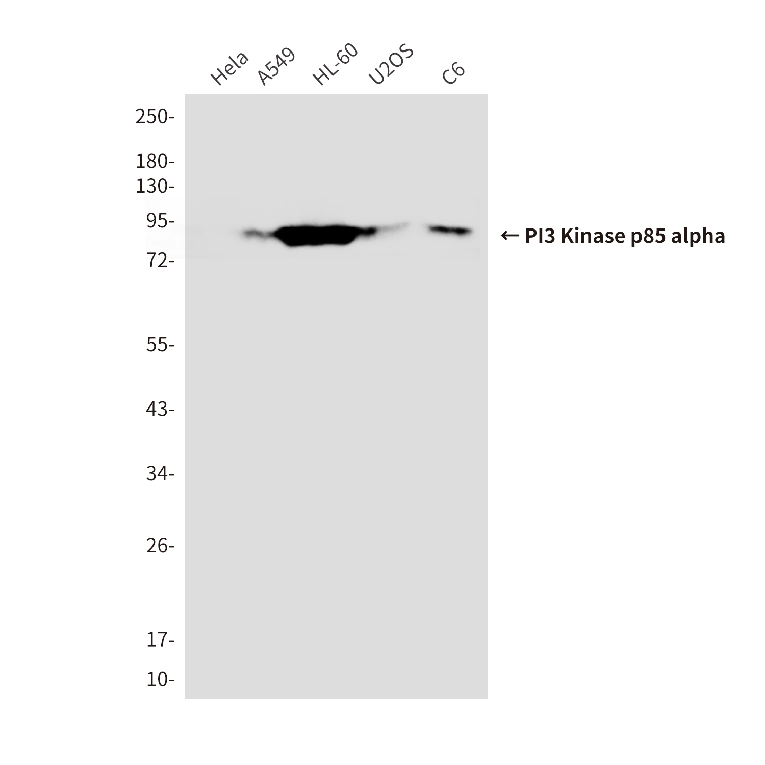 PI3 Kinase p85 alpha (1C8) Mouse mAb ABZ3996