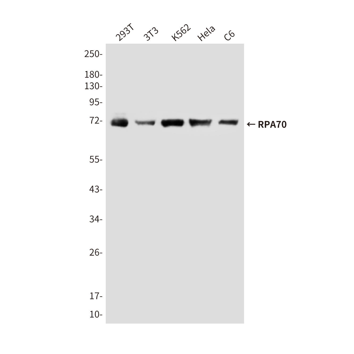 RPA70 (8C3) Mouse mAb ABZ3997