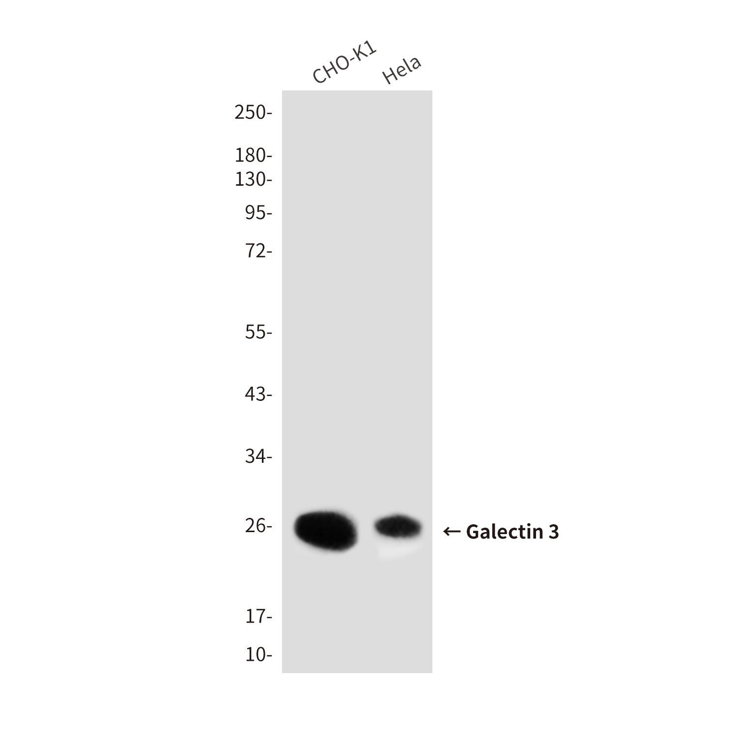Galectin 3 (7G9) Mouse mAb ABZ4004