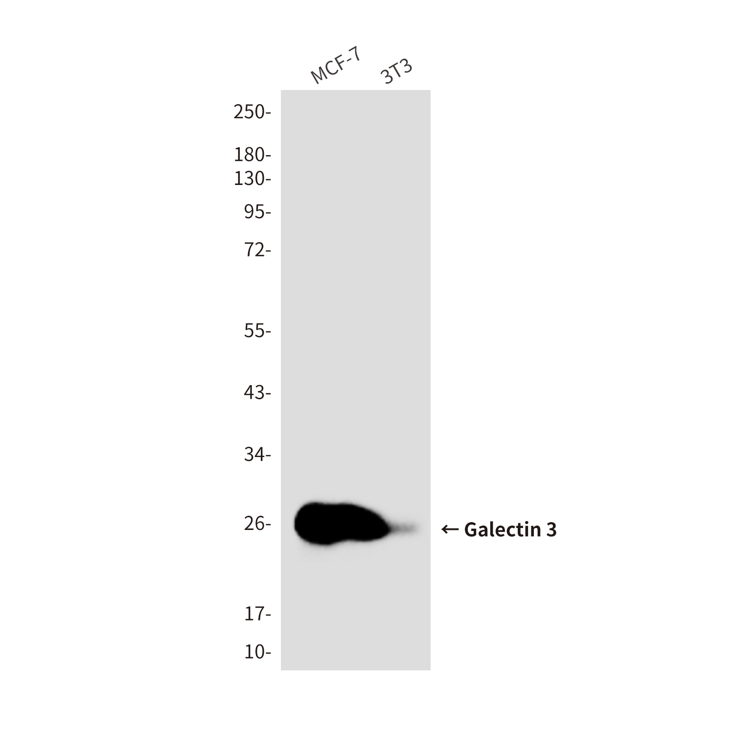 Galectin 3 (7G9) Mouse mAb ABZ4004