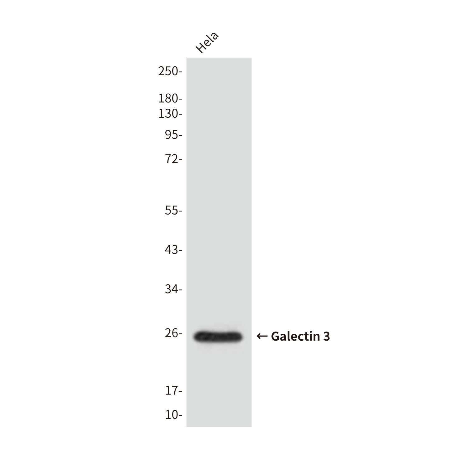 Galectin 3 (4B2) Mouse mAb ABZ4005