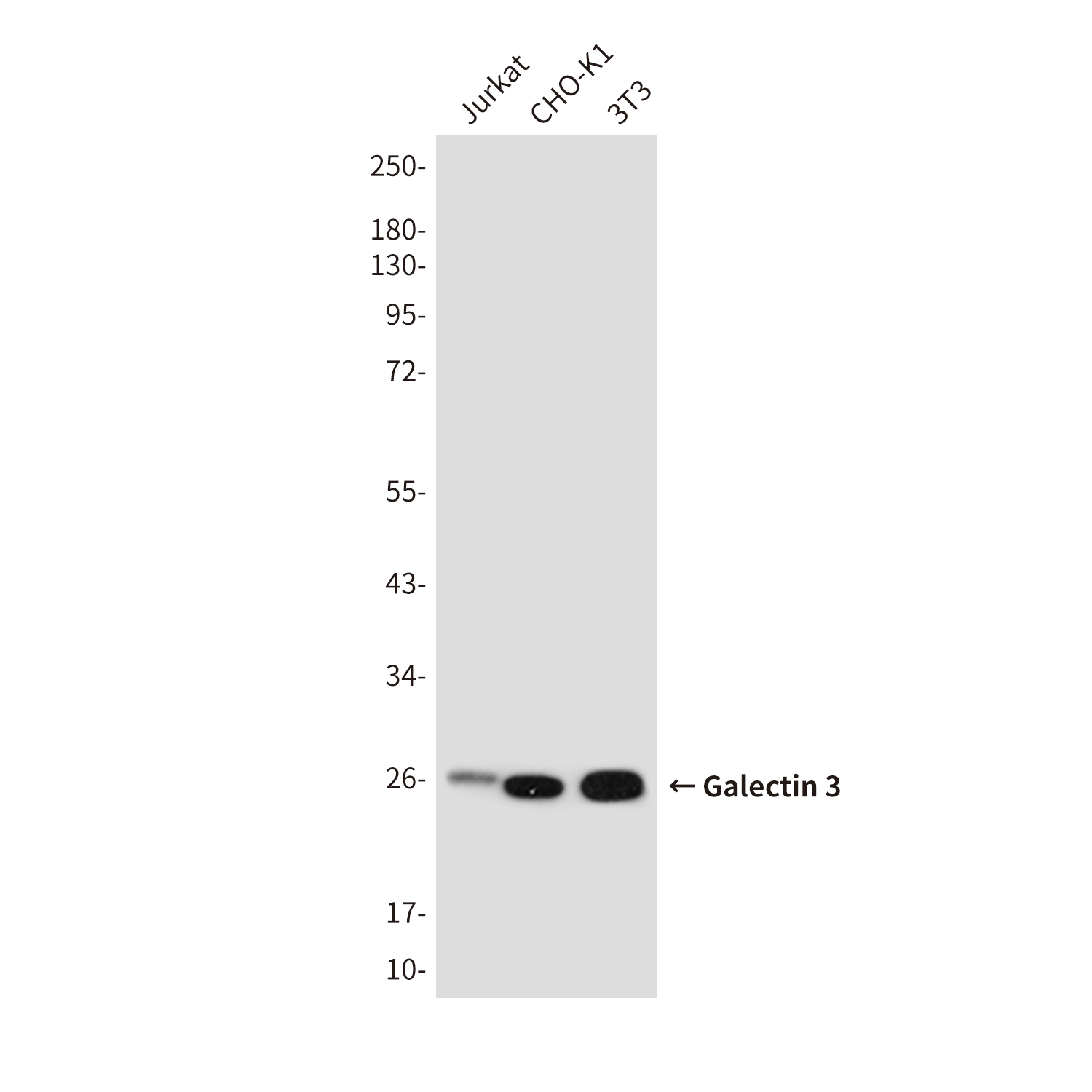 Galectin 3 (4B2) Mouse mAb ABZ4005