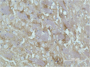 GAP43 Mouse mAb ABZ4006