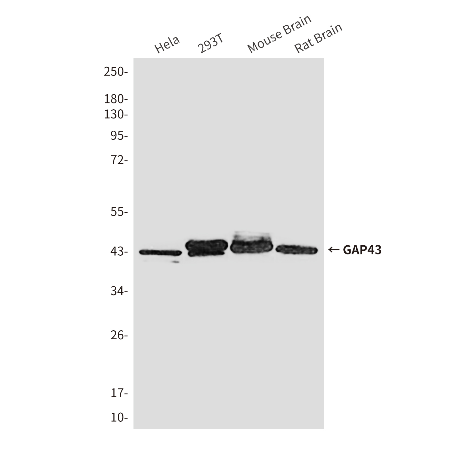 GAP43 Mouse mAb ABZ4006