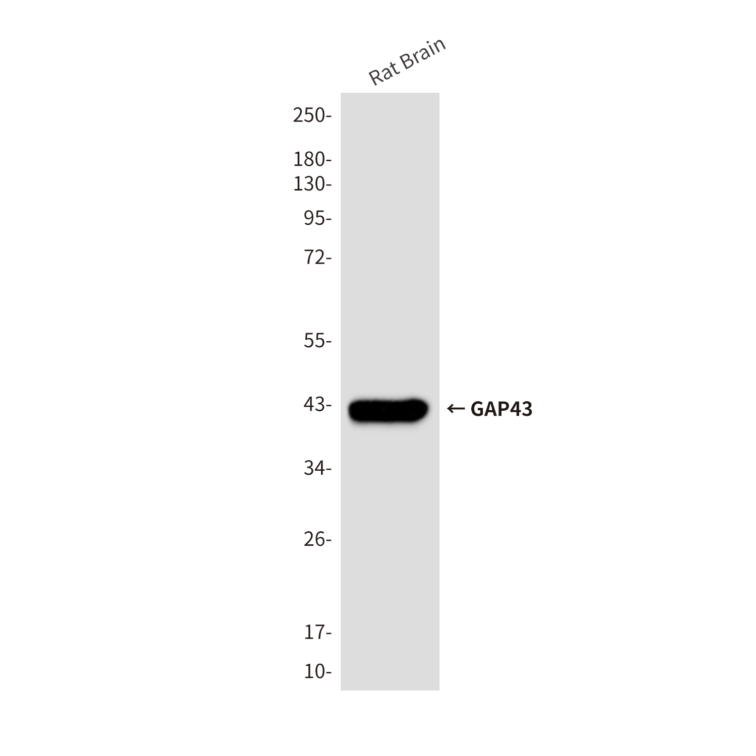 GAP43 Mouse mAb ABZ4006