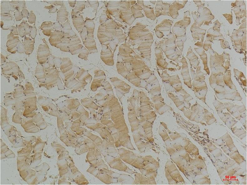Desmin (4H1) Mouse mAb ABZ4007
