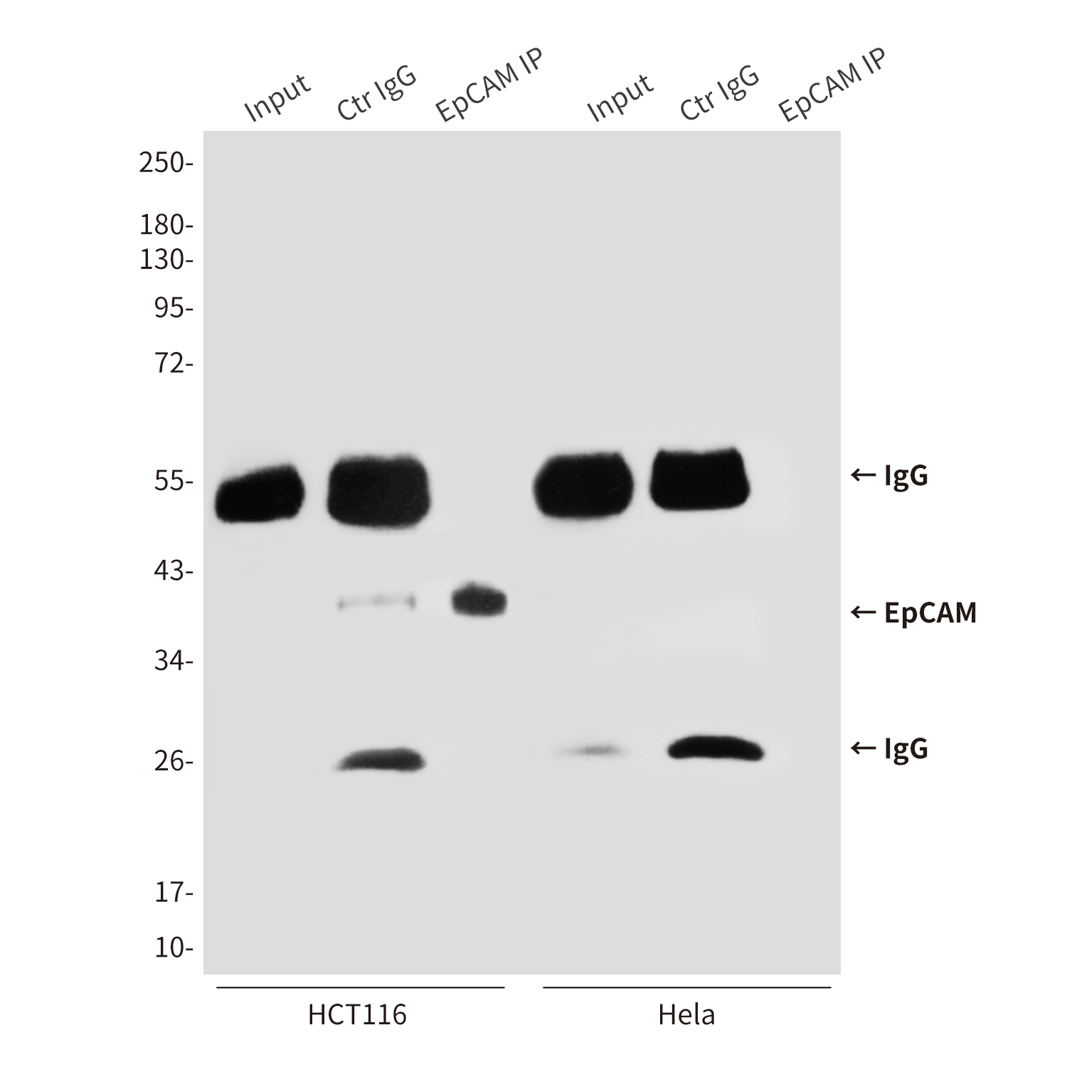 EpCAM (1D5) Mouse mAb ABZ4008