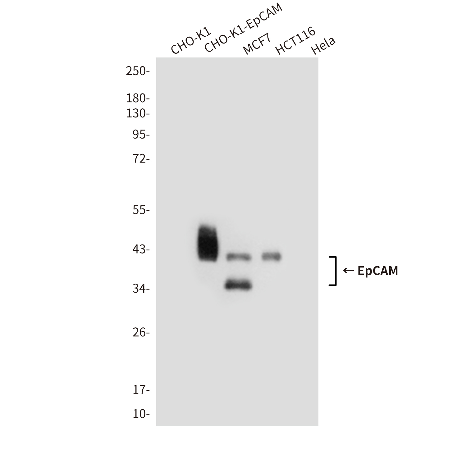 EpCAM (1D5) Mouse mAb ABZ4008