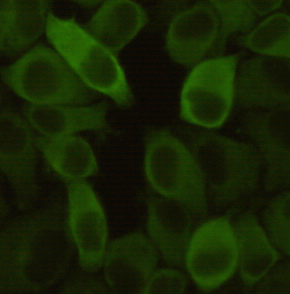 Hsp27 (7E5) Mouse mAb ABZ4009