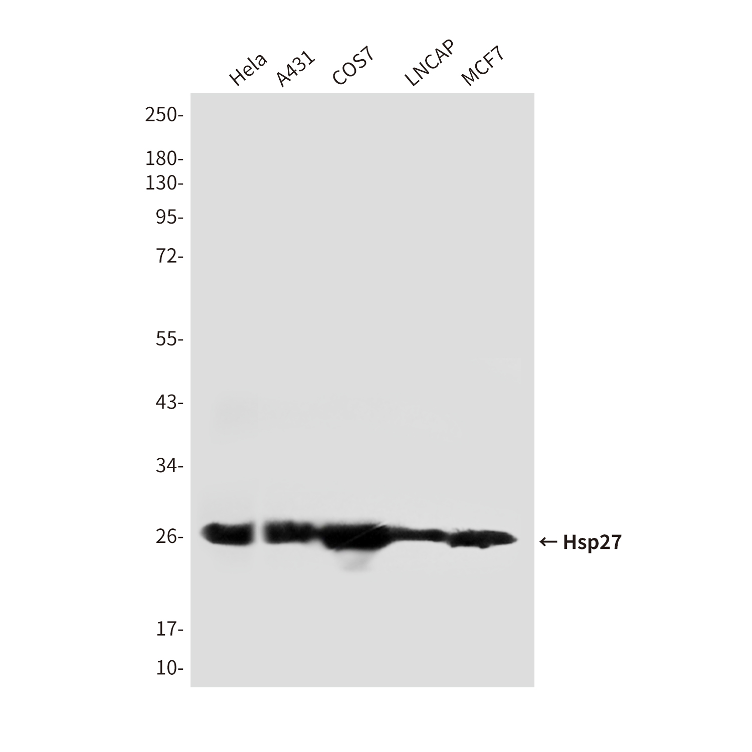 Hsp27 (7E5) Mouse mAb ABZ4009