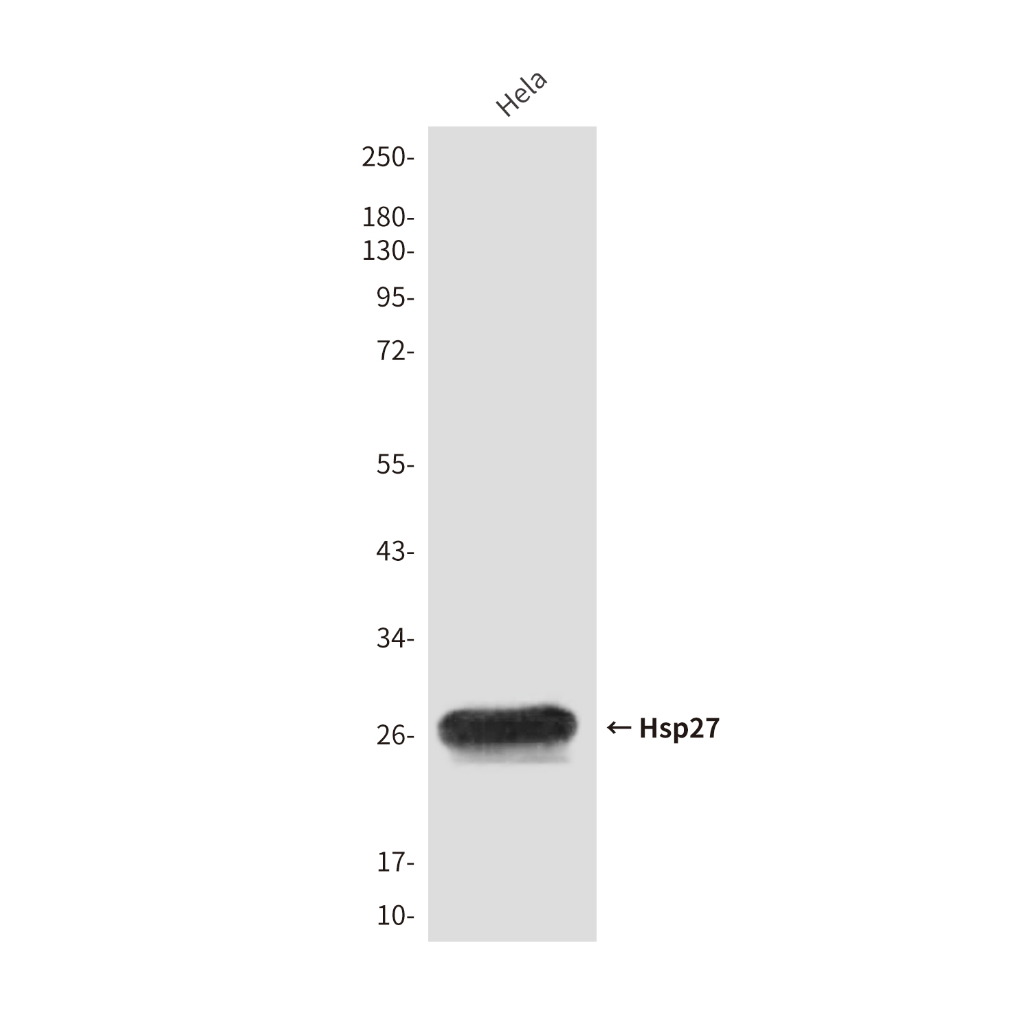 Hsp27 (9G1) Mouse mAb ABZ4010