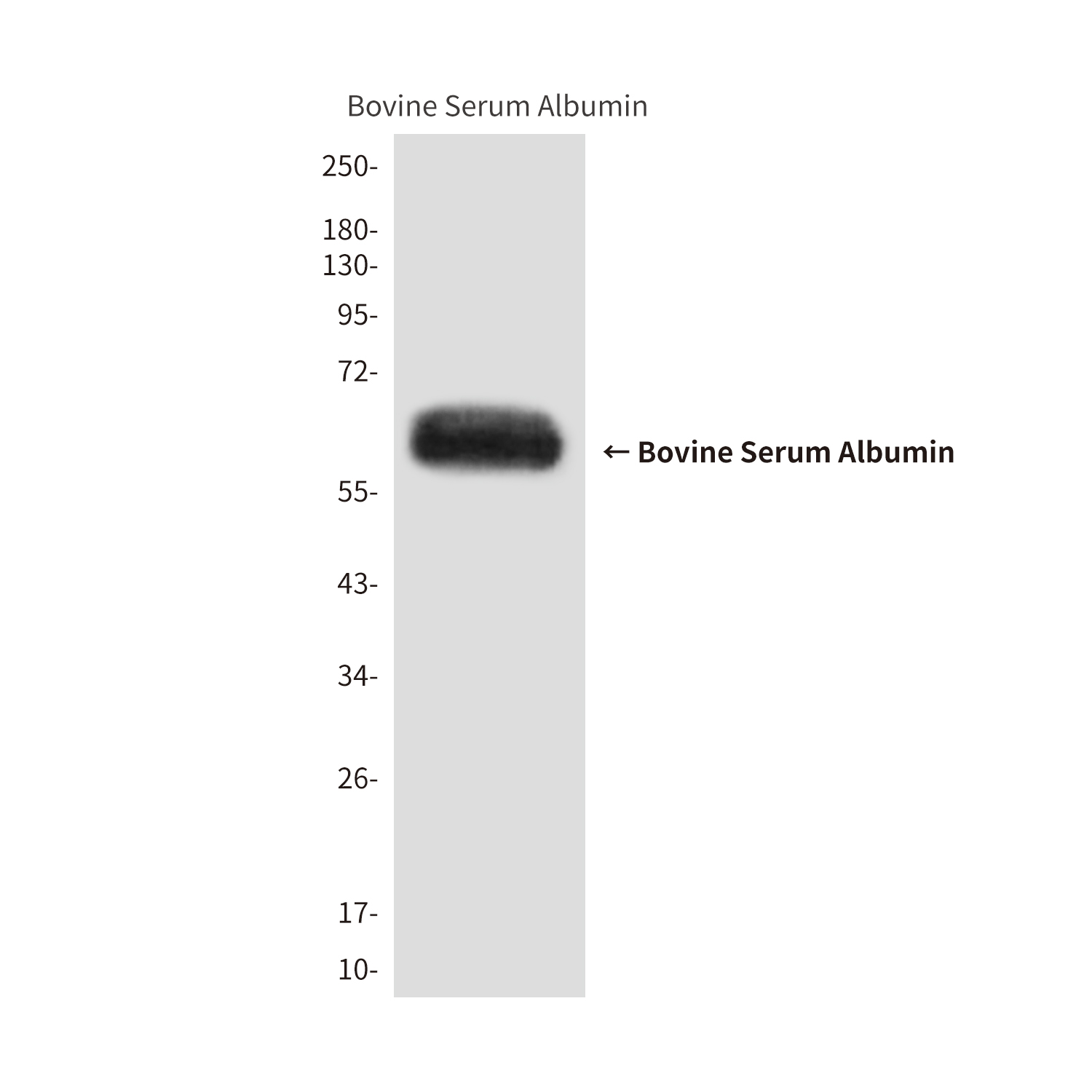 Bovine Serum Albumin Mouse mAb ABZ4017