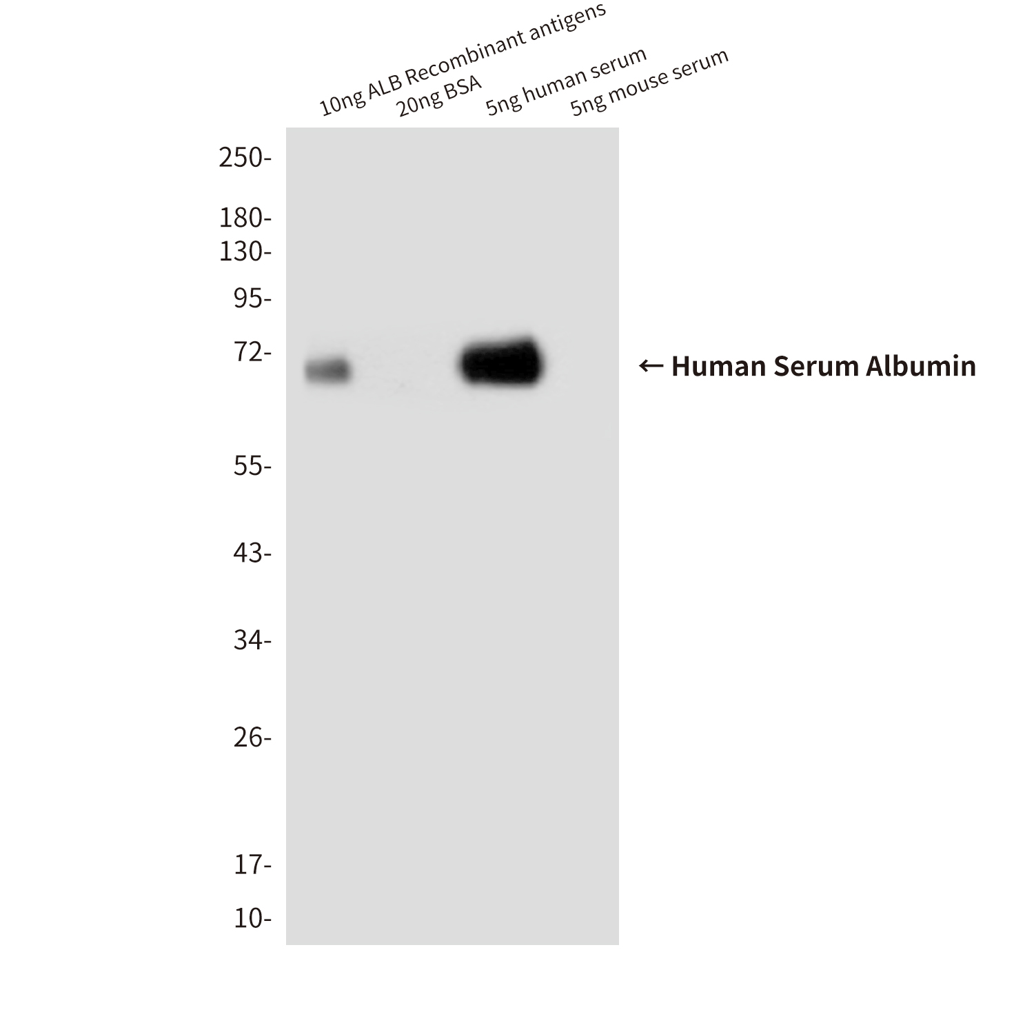 Human Serum Albumin (7D1) Mouse mAb ABZ4019