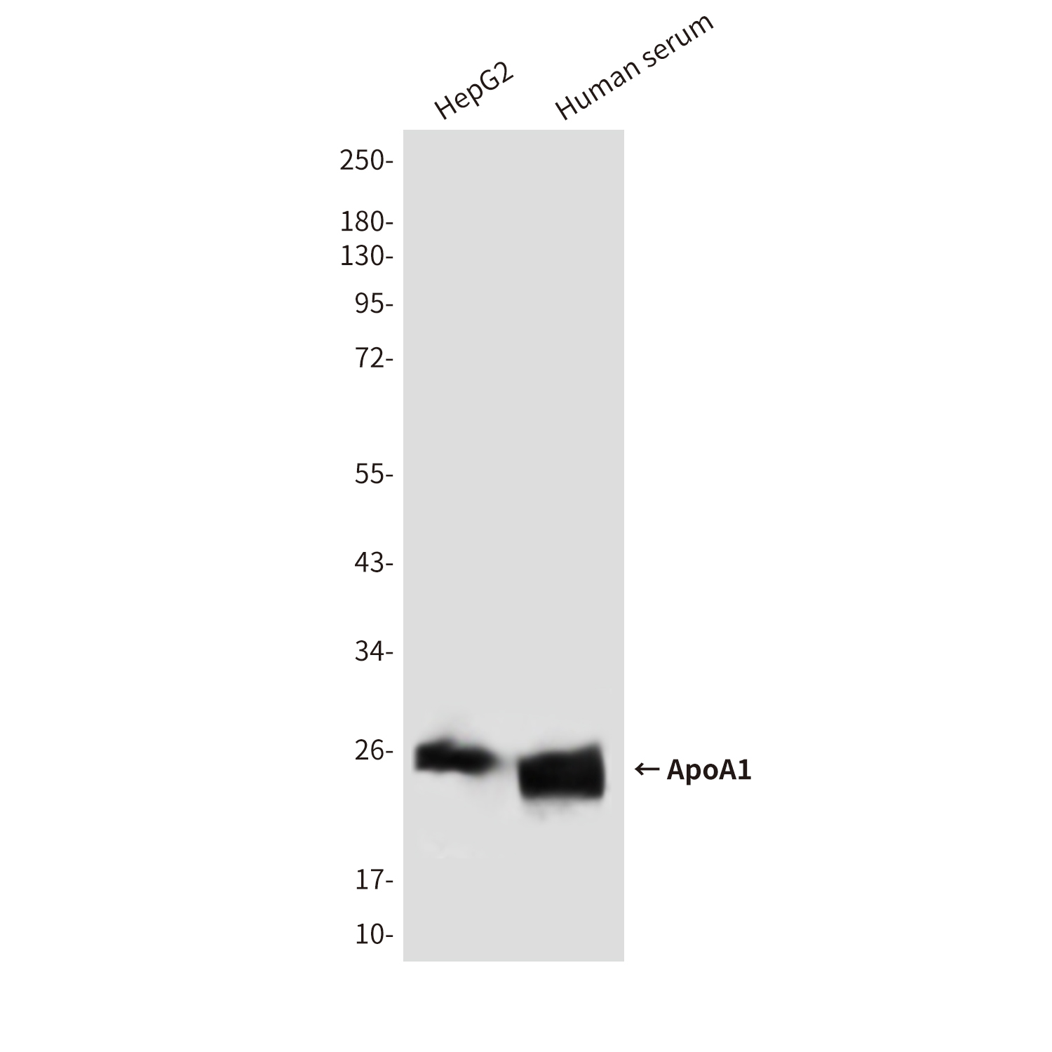Apolipoprotein A I Mouse mAb ABZ4024