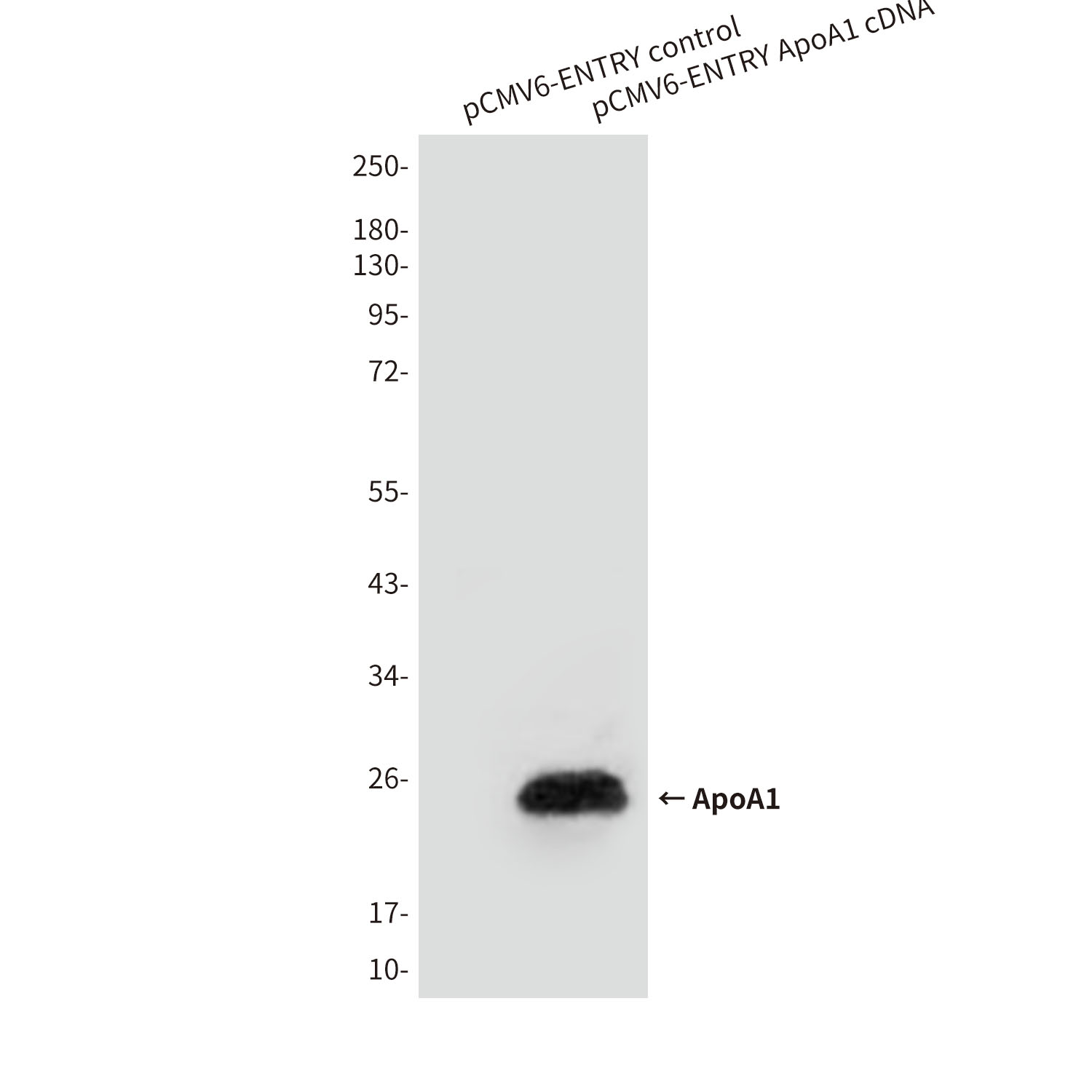 Apolipoprotein A I Mouse mAb ABZ4024
