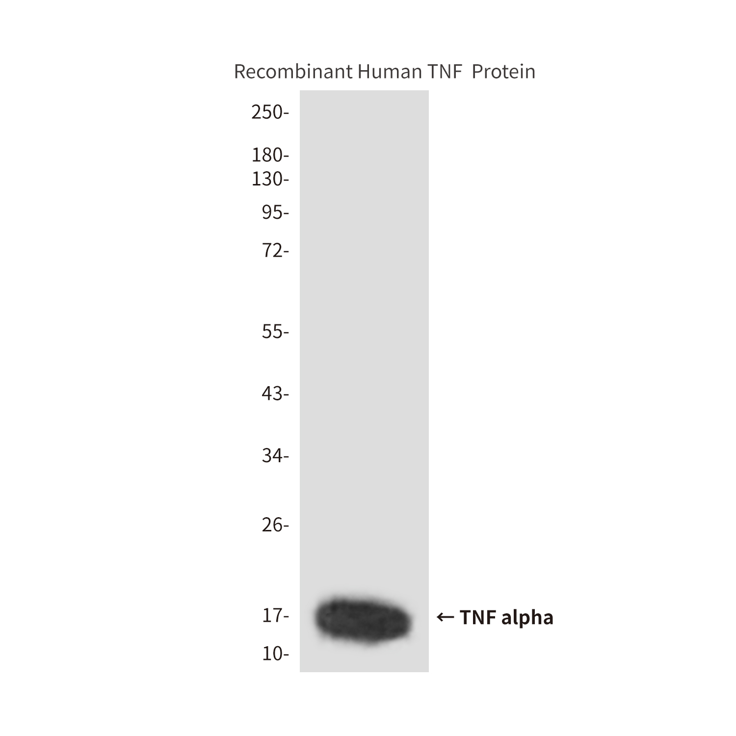 TNF alpha (6H2) Mouse mAb ABZ4030