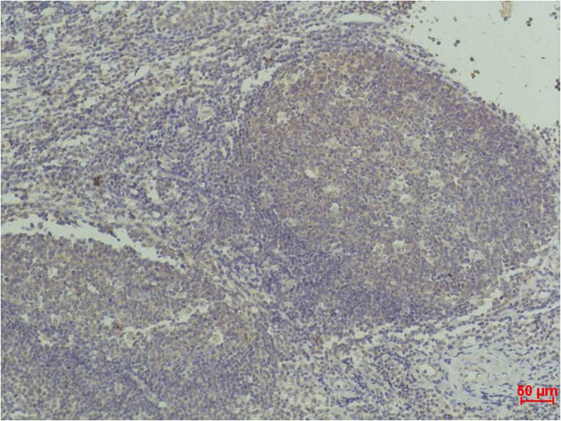 TNF alpha (9D9) Mouse mAb ABZ4031