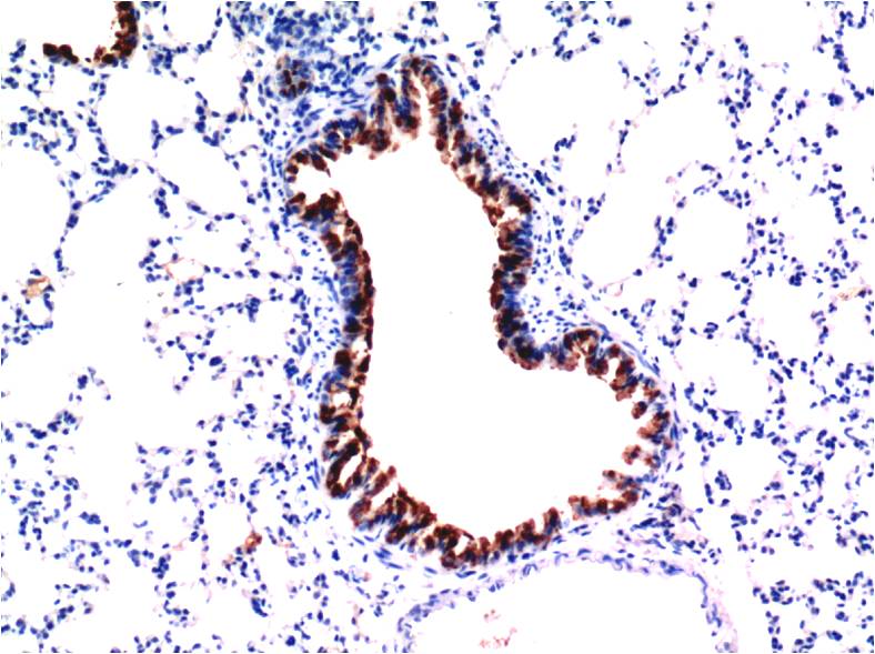 TGF beta 1 (7C9) Mouse mAb ABZ4032