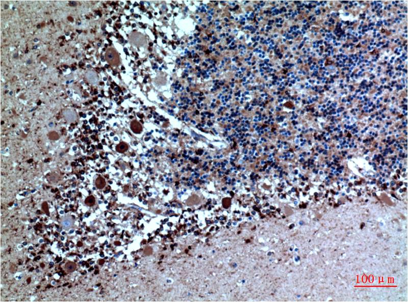 Cystatin C (6A4) Mouse mAb ABZ4040