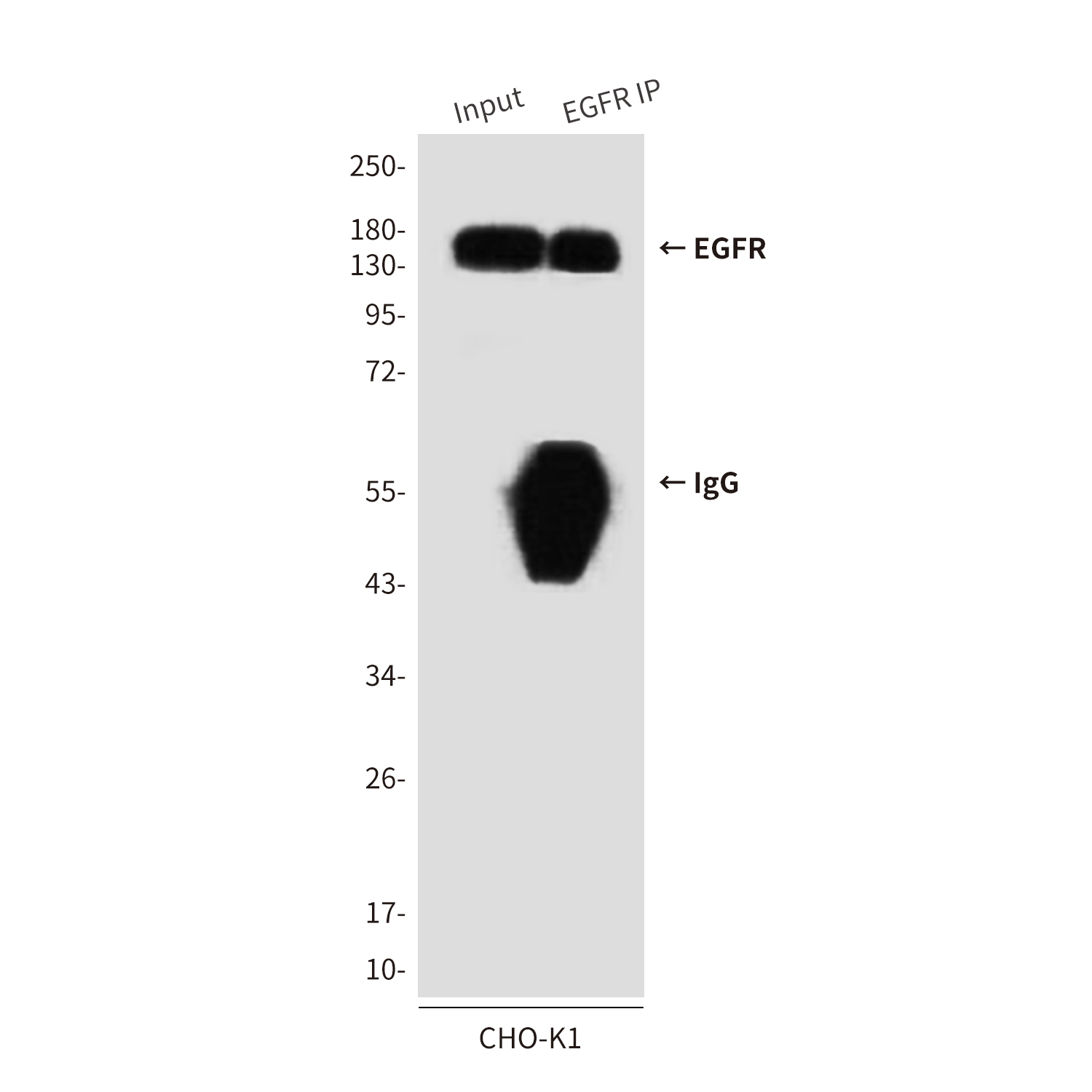 EGFR (5E9) Mouse mAb ABZ4042