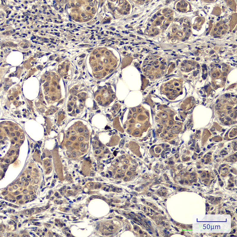 EGFR (3A9) Mouse mAb ABZ4043