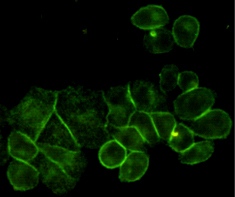 EGFR (6H11) Mouse mAb ABZ4046