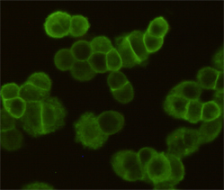 EGFR (6H11) Mouse mAb ABZ4046
