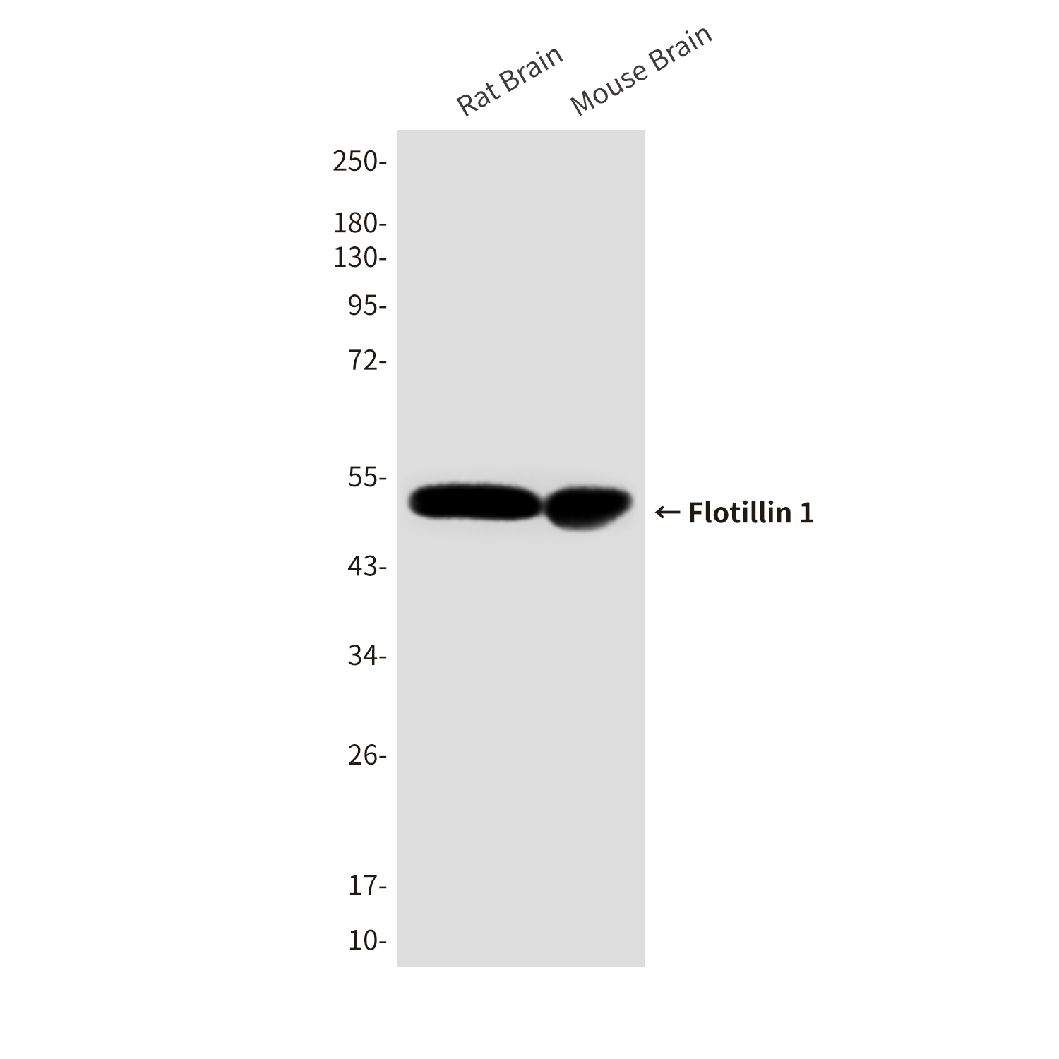 Flotillin 1 Mouse mAb ABZ4049