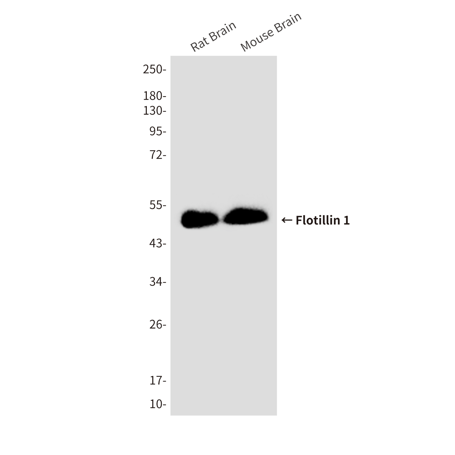 Flotillin 1 Mouse mAb ABZ4049
