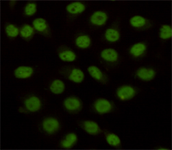 KDM1/LSD1 Mouse mAb ABZ4052