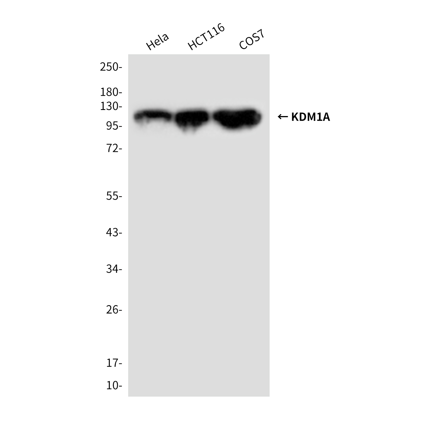 KDM1/LSD1 Mouse mAb ABZ4052