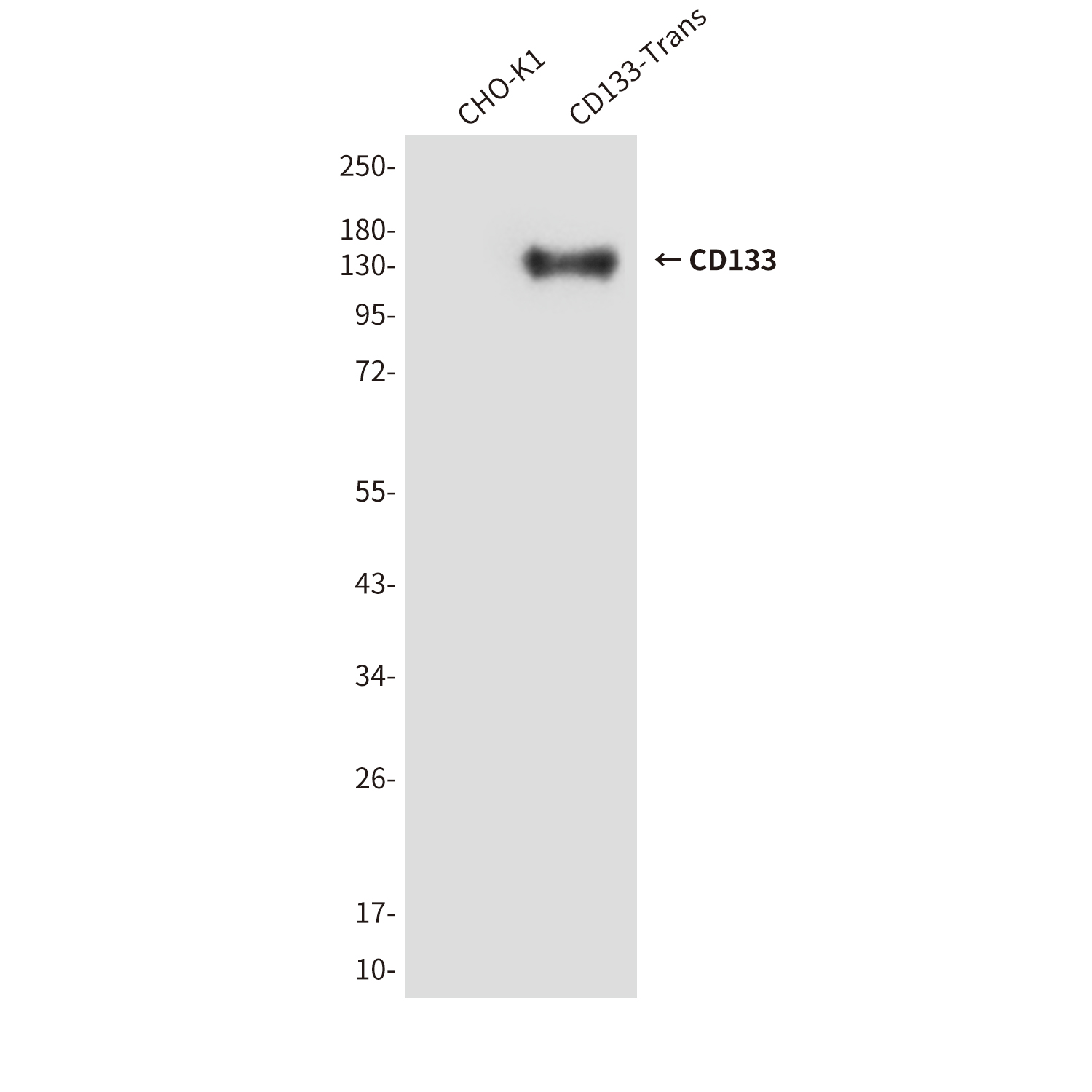 CD133 (6H10) Mouse mAb ABZ4053